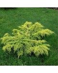 Juniperus Golden Spring